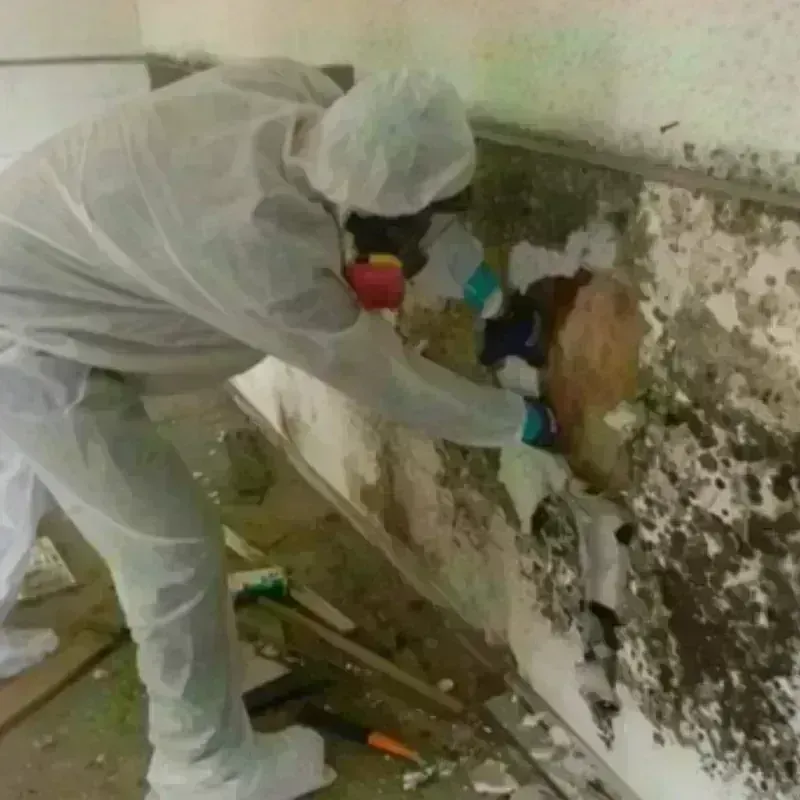 Mold Remediation and Removal in Augusta, AR